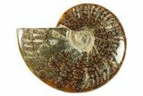 Polished Ammonite (Cleoniceras) Fossil - Madagascar #266349-1